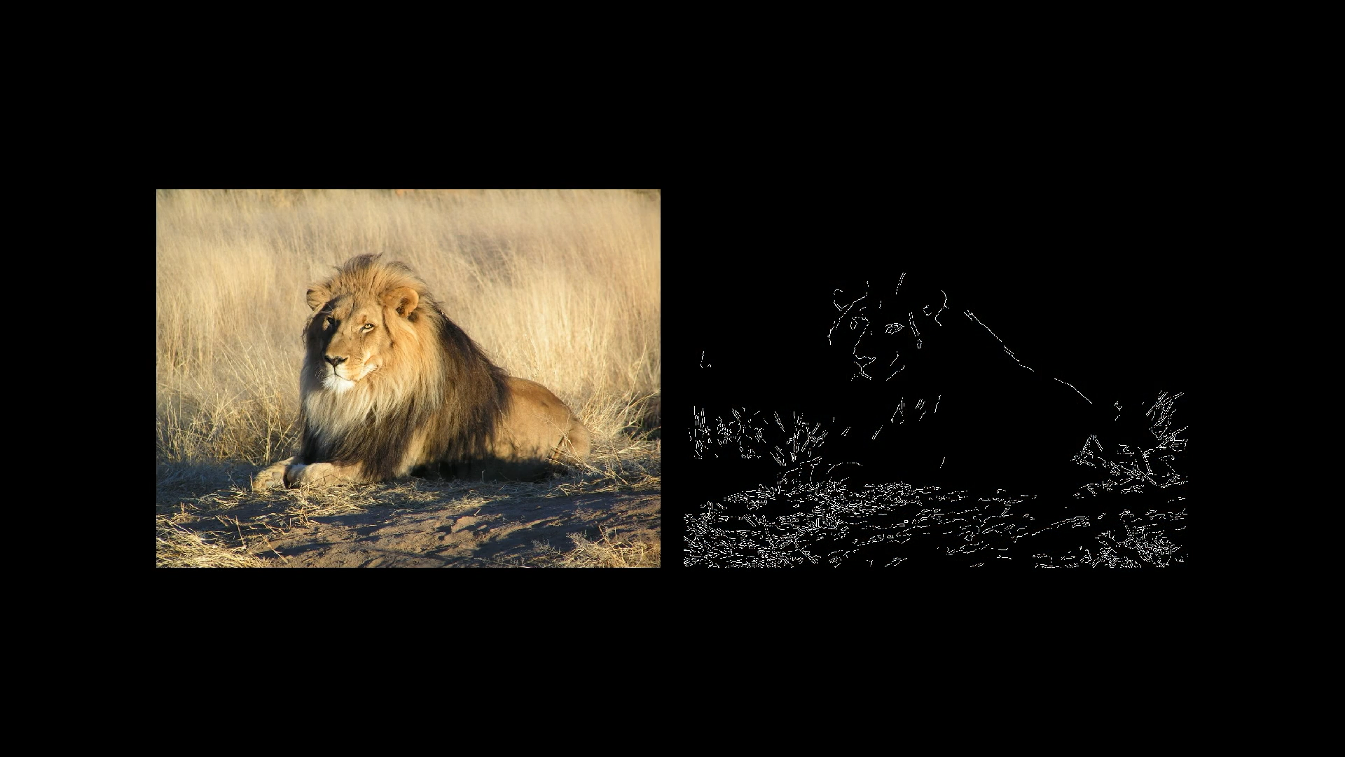 Side-by-side image showing a lion on the left and its corresponding edge-detected version on the right, used to explain how neural networks or vision systems detect edges.
